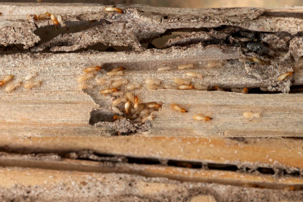 Best Bed Bug Extermination  in Dollar Bay, MI